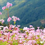 The Unique Beauty of Hà Giang's Buckwheat Flowers