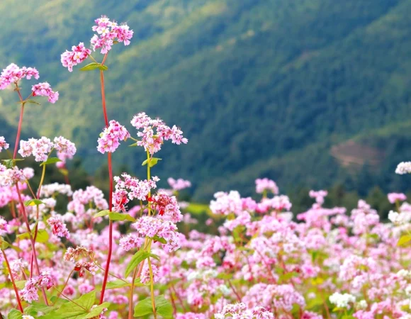 The Unique Beauty of Ha Giang Buckwheat Flowers