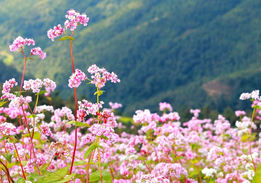 The Unique Beauty of Hà Giang's Buckwheat Flowers