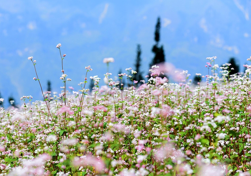The Unique Beauty of Hà Giang's Buckwheat Flowers