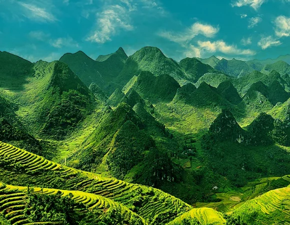 Yên Minh pine forest