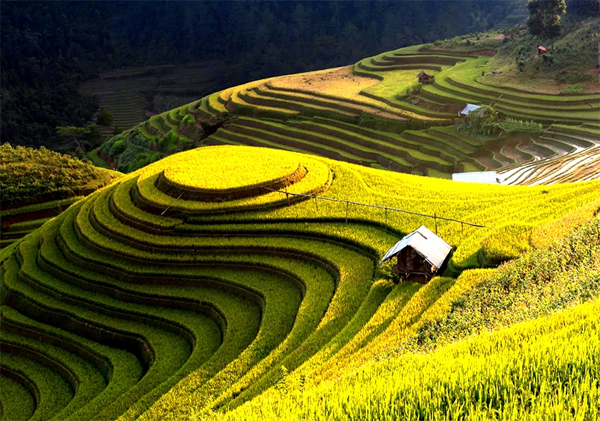 Hoang Su Phi in the ripe rice season – A breathtaking natural masterpiece of Ha Giang's highlands