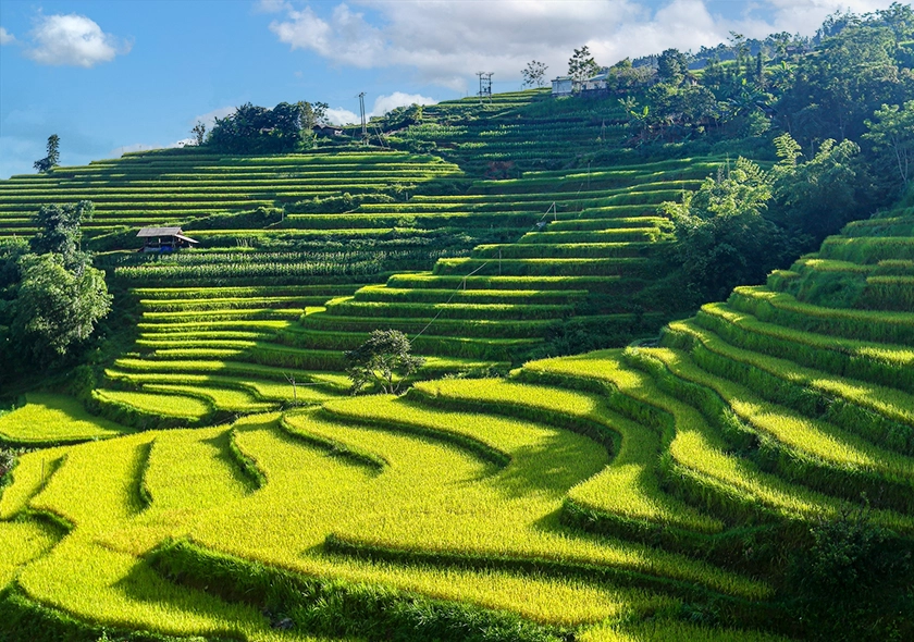 The best spots to admire the ripe rice fields in Hoang Su Phi