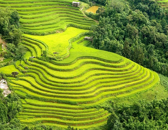 Hoang Su Phi in the ripe rice season