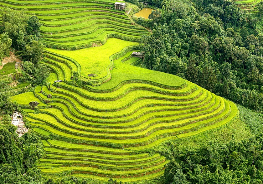 Golden Harvest Season