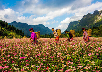 The Unique Beauty of Hà Giang's Buckwheat Flowers