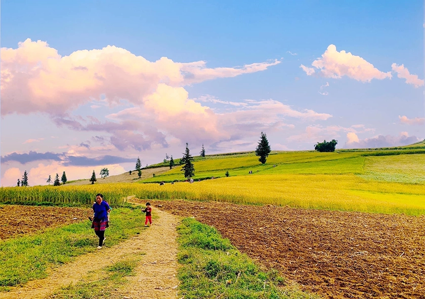 Festival Season and Blooming Flowers