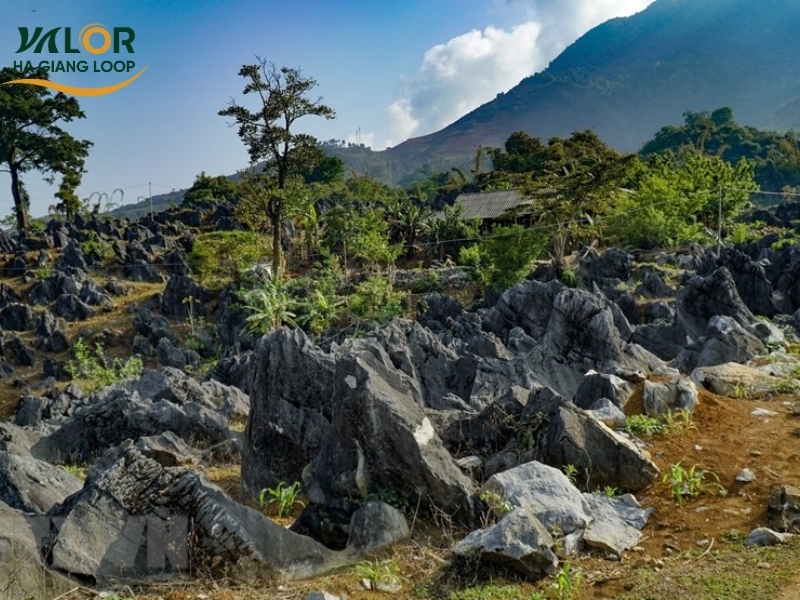 Time to Join Ha Giang Tours