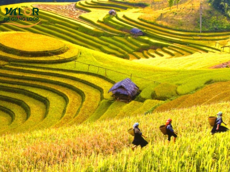 Time to Join Ha Giang Tours