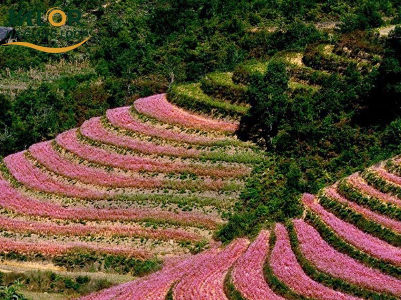 Buckwheat Flowers In Ha Giang