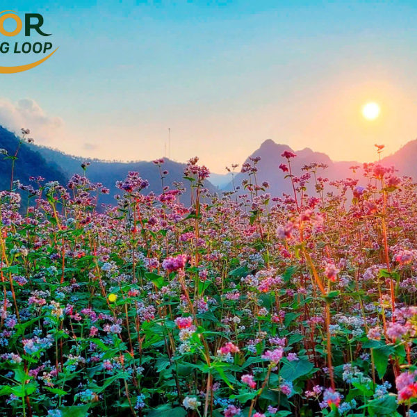 Buckwheat Flowers In Ha Giang