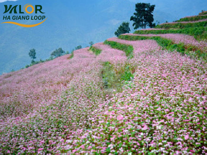 Buckwheat Flowers In Ha Giang