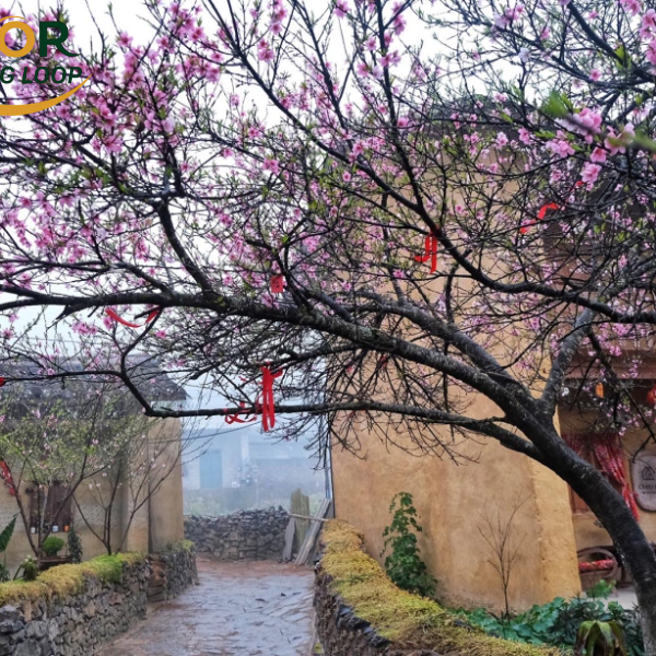 Buckwheat Flowers In Ha Giang