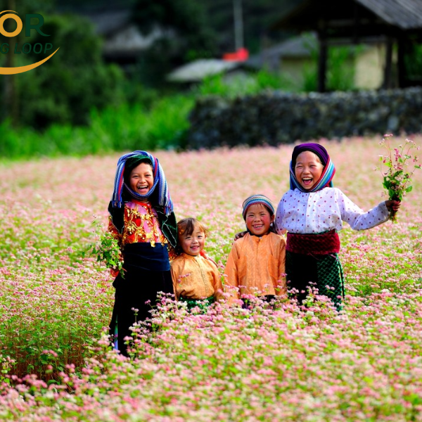 Buckwheat Flowers In Ha Giang