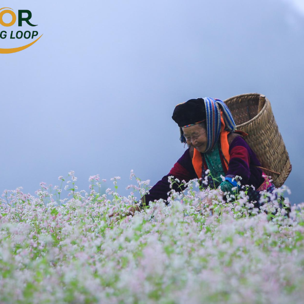 Buckwheat Flowers In Ha Giang