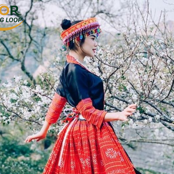 Buckwheat Flowers In Ha Giang